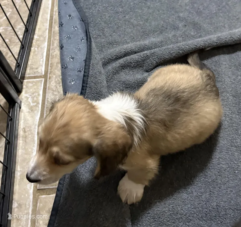 Sonny – Miniature Dachshund puppy for sale in Athens, AL