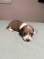 Sonny, a male Miniature Dachshund for sale in Athens, AL – Photo 7 of 7