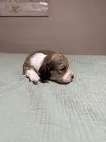 Sonny, a male Miniature Dachshund for sale in Athens, AL – Photo 2 of 7