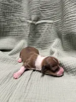 Sonny, a male Miniature Dachshund for sale in Athens, AL – Photo 6 of 7