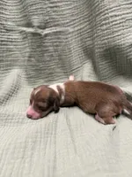 Sonny, a male Miniature Dachshund for sale in Athens, AL – Photo 5 of 7