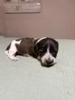 Sage, a female Miniature Dachshund for sale in Athens, AL – Photo 6 of 7