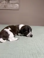 Sage, a female Miniature Dachshund for sale in Athens, AL – Photo 1 of 7