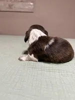 Sage, a female Miniature Dachshund for sale in Athens, AL – Photo 4 of 7