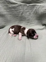 Sage, a female Miniature Dachshund for sale in Athens, AL – Photo 3 of 7