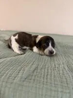 Sage, a female Miniature Dachshund for sale in Athens, AL – Photo 2 of 7