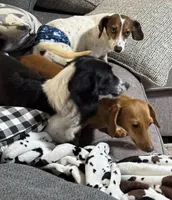 Primrose, a female Miniature Dachshund for sale in Athens, AL – Photo 3 of 6