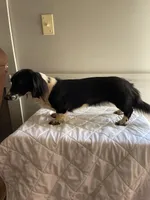 Primrose, a female Miniature Dachshund for sale in Athens, AL – Photo 5 of 6