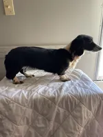 Primrose, a female Miniature Dachshund for sale in Athens, AL – Photo 4 of 6