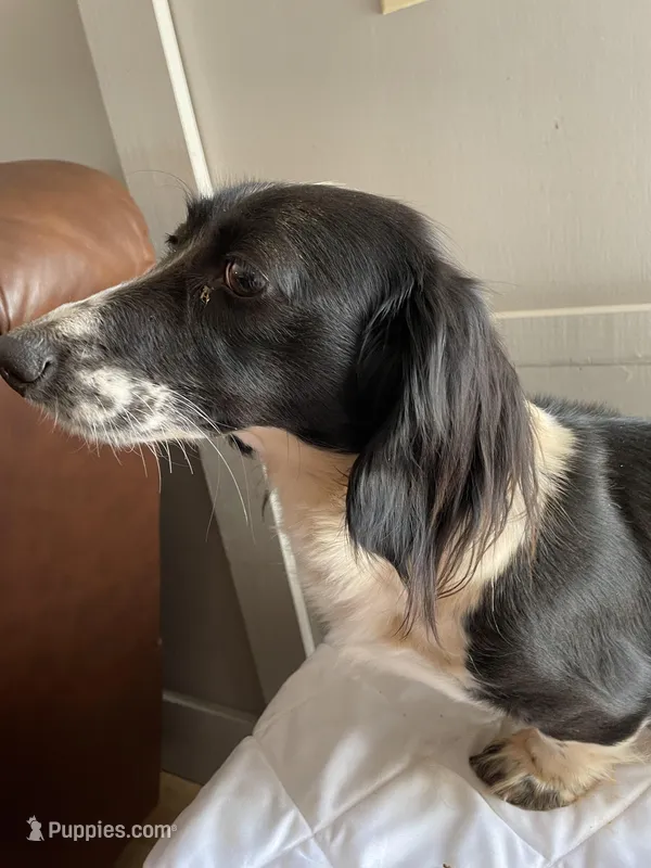 Primrose, a female Miniature Dachshund for sale in Athens, AL – Photo 1 of 6