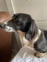 Primrose, a female Miniature Dachshund for sale in Athens, AL – Photo 1 of 6