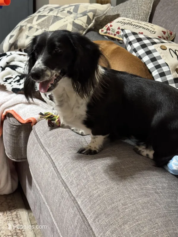 Primrose – Miniature Dachshund puppy for sale in Athens, AL