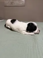 Summer, a female Miniature Dachshund for sale in Athens, AL – Photo 8 of 8