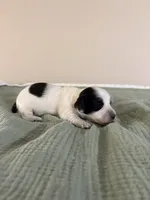 Summer, a female Miniature Dachshund for sale in Athens, AL – Photo 3 of 8