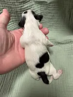 Summer, a female Miniature Dachshund for sale in Athens, AL – Photo 5 of 8