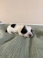 Summer, a female Miniature Dachshund for sale in Athens, AL – Photo 4 of 8