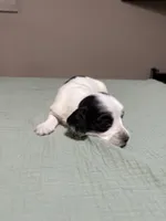 Summer, a female Miniature Dachshund for sale in Athens, AL – Photo 7 of 8