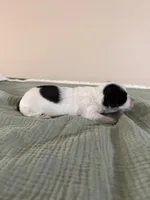 Summer, a female Miniature Dachshund for sale in Athens, AL – Photo 2 of 8