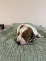 Dallas , a male Miniature Dachshund for sale in Athens, AL – Photo 3 of 6