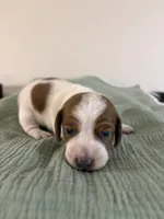 Dallas , a male Miniature Dachshund for sale in Athens, AL – Photo 6 of 6