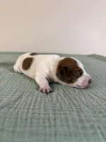 Dallas , a male Miniature Dachshund for sale in Athens, AL – Photo 4 of 6