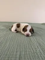 Dallas , a male Miniature Dachshund for sale in Athens, AL – Photo 5 of 6