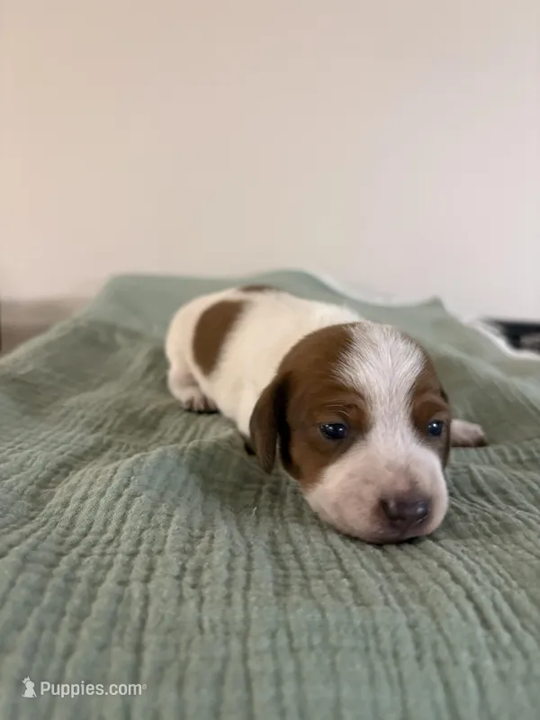 Dallas , a male Miniature Dachshund for sale in Athens, AL – Photo 1 of 6