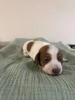 Dallas , a male Miniature Dachshund for sale in Athens, AL – Photo 1 of 6