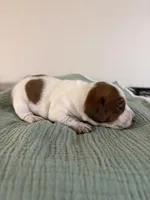 Dallas , a male Miniature Dachshund for sale in Athens, AL – Photo 2 of 6