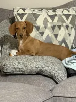 Velvet Red, a female Miniature Dachshund for sale in Athens, AL – Photo 1 of 2