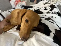 Velvet Red, a female Miniature Dachshund for sale in Athens, AL – Photo 2 of 2