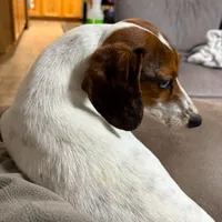 Huckleberry (stud/pet), a male Miniature Dachshund for sale in Athens, AL – Photo 5 of 8