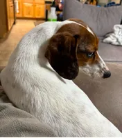 Huckleberry , a male Miniature Dachshund for sale in Athens, AL – Photo 4 of 8