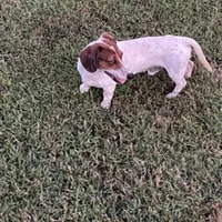 Huckleberry (stud/pet), a male Miniature Dachshund for sale in Athens, AL – Photo 4 of 8