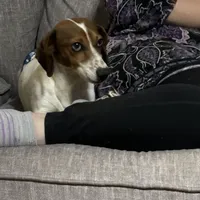 Huckleberry (stud/pet), a male Miniature Dachshund for sale in Athens, AL – Photo 6 of 8