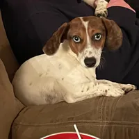 Huckleberry (stud/pet), a male Miniature Dachshund for sale in Athens, AL – Photo 3 of 8