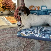 Huckleberry (stud/pet), a male Miniature Dachshund for sale in Athens, AL – Photo 1 of 8