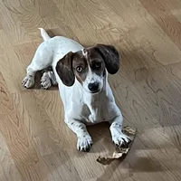 Huckleberry (stud/pet), a male Miniature Dachshund for sale in Athens, AL – Photo 2 of 8