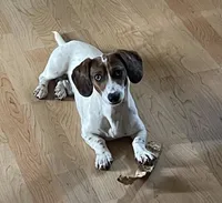 Huckleberry , a male Miniature Dachshund for sale in Athens, AL – Photo 1 of 8