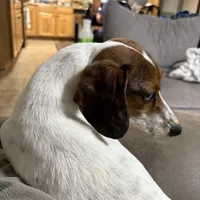 Huckleberry (stud/pet), a male Miniature Dachshund for sale in Athens, AL – Photo 7 of 8