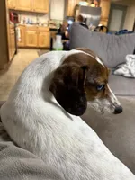 Huckleberry , a male Miniature Dachshund for sale in Athens, AL – Photo 7 of 8