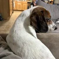 Huckleberry (stud/pet), a male Miniature Dachshund for sale in Athens, AL – Photo 8 of 8