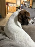 Huckleberry , a male Miniature Dachshund for sale in Athens, AL – Photo 6 of 8