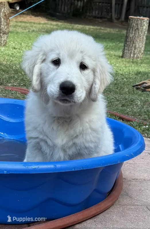 Sharkie  – English Cream Golden Retriever puppy for sale in Chesapeake City, VA