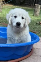 Sharkie , a male English Cream Golden Retriever for sale in Chesapeake City, VA – 1 of 1
