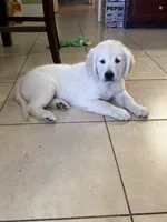 Junior , a female English Cream Golden Retriever for sale in Chesapeake City, VA – 2 of 2