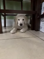 Sunshine , a female English Cream Golden Retriever for sale in Chesapeake City, VA – 2 of 2
