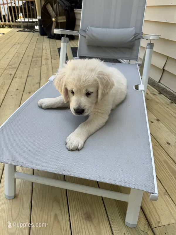 Micky – English Cream Golden Retriever puppy for sale in Chesapeake City, VA
