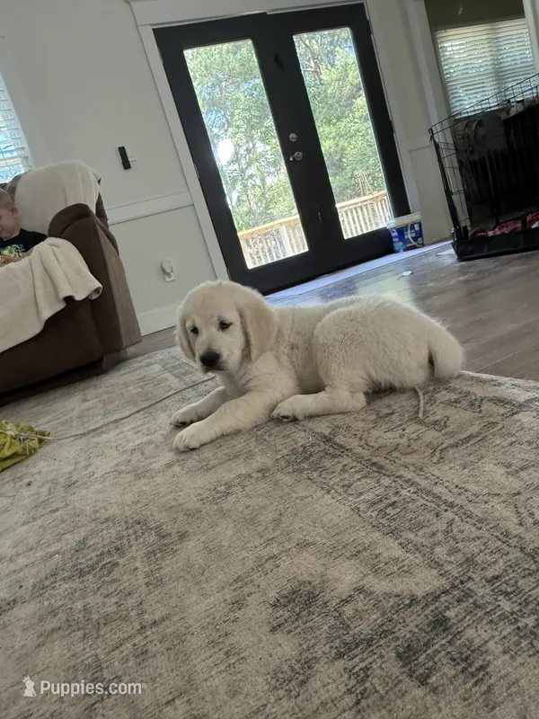 Junior  – English Cream Golden Retriever puppy for sale in Chesapeake City, VA