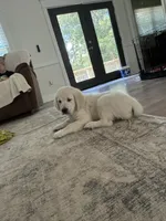 Junior , a female English Cream Golden Retriever for sale in Chesapeake City, VA – 1 of 2